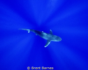 An oceanic white tip shark photographed from above passin... by Brent Barnes 